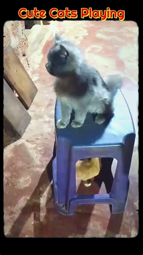 😻Indian Cat and Persian cat playing | #cats #cat #cute #persiancat #indiancat #cutecates #catshorts