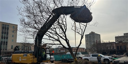 Crews begin moving crape myrtles from Tyler square to TJC