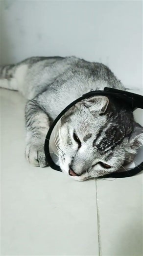 tolongin #cats#catshorts #funnycat