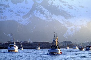 Norwegian Cod Sustainable | Commercial Fishing News