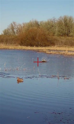 Drake pintail double. Duck hunting
