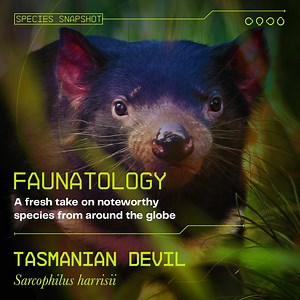 38 reactions | Tasmania’s biggest hero might just be a marsupial the...