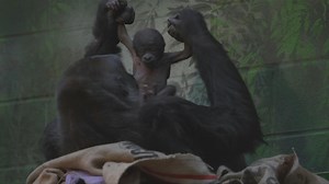 137K views · 4K reactions | London Zoo has welcomed the birth of a critically endangered western lowland gorilla after a 17-minute labour for second-time mother Mjukuu. The sex of the infant is yet to be confirmed. | AFP News Agency | Facebook