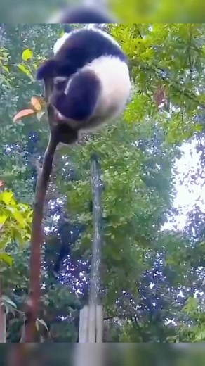 Why can't the giant panda be broken?#panda #pandas #pandababy #熊貓日常 #大熊猫搞笑日常 #熊貓