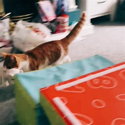 Pixiiefairy 💜💙 (@pixiiefairy16)’s videos with Cat Dog (From