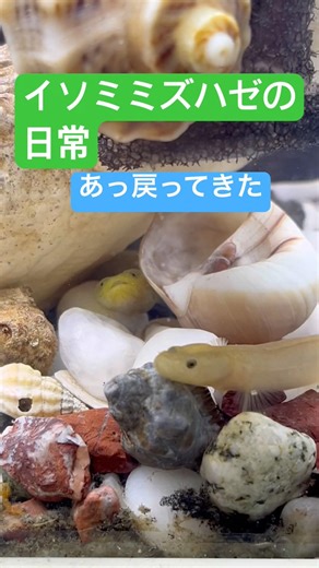 マイゴーなイソミミズハゼ#ショート #可愛い#日常#アクアリウム #癒し