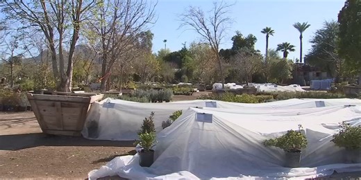 Keeping your plants and pipes safe during a freeze warning in Phoenix