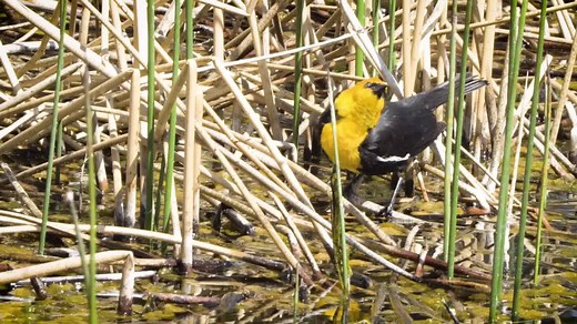 In “Saving the Shrubsteppe”, 3-8th grade students become immersed into the shrubsteppe ecosystem. Students take a virtual tour of Washington’s shrubsteppe and explore the various creatures and plants who call the shrubsteppe home. The lesson concludes with students exploring how they can help this increasingly at-risk ecosystem. En la lección “Salvando la estepa arbustiva”, los estudiantes de los grados 3-8 se sumergen en el ecosistema de la estepa arbustiva. Los estudiantes hacen un tour virtua