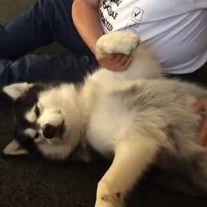 These dogs love cuddles | Life with malamutes