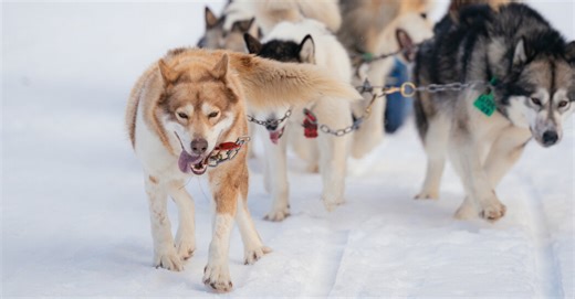Feel the Canine Charisma: Dog-Sledding in Northern Minnesota