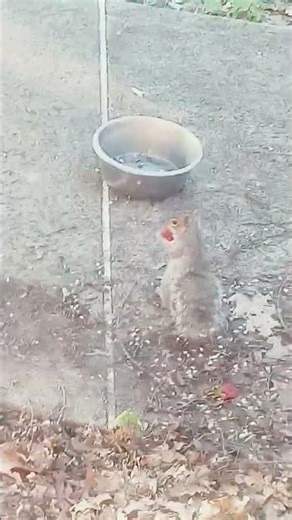 squirrel finds a straw Berry 🍓