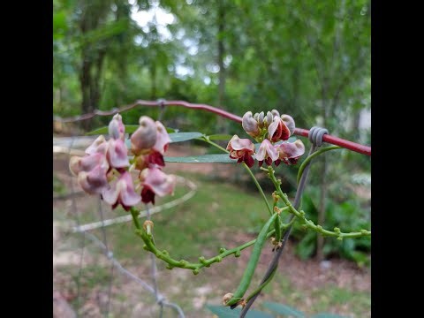 Groundnut - Apios americana - Flavor like a potato but sweeter and a little nutty. Perennial Potato