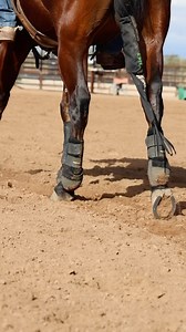 Legacy2 by @gracie2317 Have a video of your favorite Classic Equine products? Send them our way! | Classic Equine