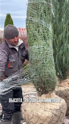 Можжевельник скальный `Блю Эрроу` Juniperus scopulorum `Blue Arrow`