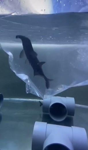 Most unique elephant nose fish