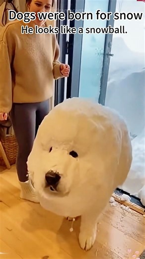 Dogs love snow.#dogsnow#doglove#fyp#funnydog#dogsoftiktok