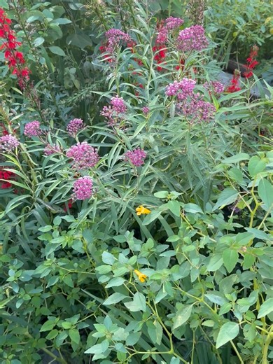 1K views · 13 reactions | Amy Powers on Reels | Facebook