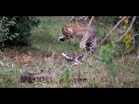 Leopard counterattacks and kills large aggressive python