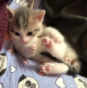 34K views · 1.4K reactions | Karate Kitty zeigt dir ihre Pfote ❤️ Credit: instagram.com/kitty_fostering_oz/ | Katzen | Facebook