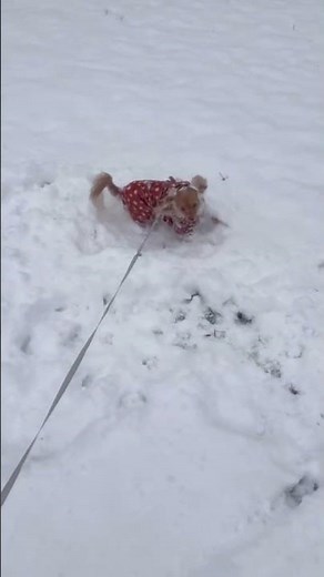 Dog joyfully plays in deep snow in Louisville, Kentucky, USA