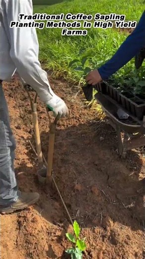 Traditional Coffee Sapling Planting Methods In High Yield Farms