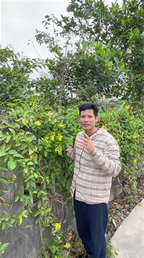 Một loại cây quen thuộc trong vườn – cách dân gian dùng để hỗ trợ tiêu hạch
