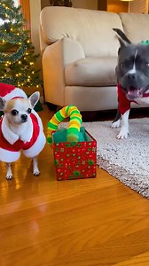 Rocky's unexpected Christmas gift 😱🎁 #PipiRocky #FunnyDogs #DogComedy #PetLife #ReelsFunny #ReelsViral | Pipi & Rocky