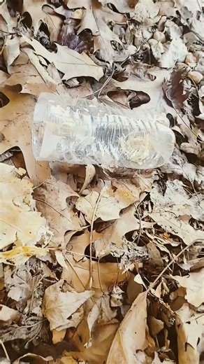 day 8 of checking the lizard traps