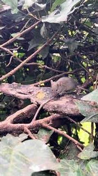 Two baby mice on the hedgerow this afternoon. #mice #mouse #baby #nature #garden #wildlife #cute #fy