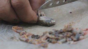 Palauan Fruit Bat Soup Recipe