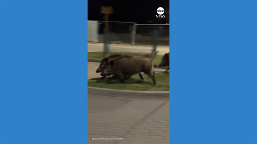 Humanoid robot chasing wild boars in Poland goes viral