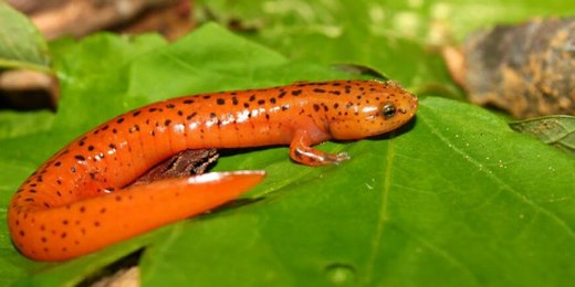 Salamandra Brasileira: Características, Nome Científico e Fotos – Mundo Ecologia