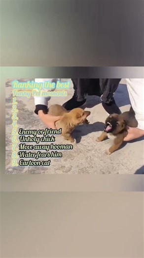 Ranking the best funny Pet moments 😂