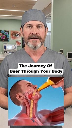 How Beer Travels Through Your Body — Digestive Timeline