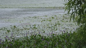 Harmful Blue-Green Algae Bloom Found In West Michigan