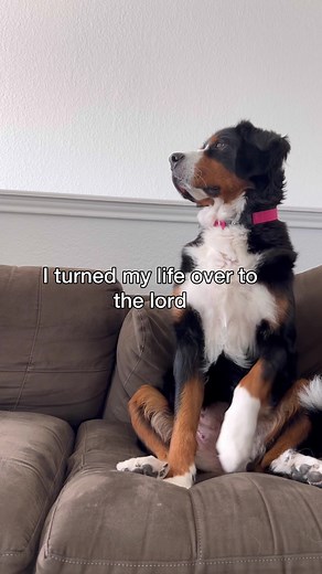 Funny Football Player Names Chat with Dogs Comedy Sketch