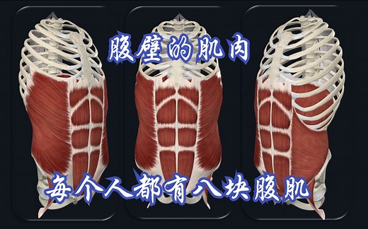 腹壁的肌肉：每个人都有八块腹肌