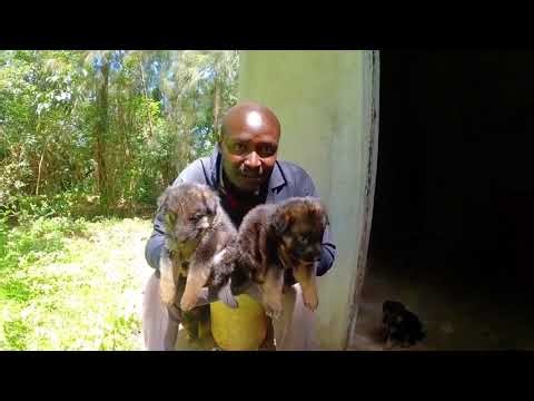Puppies Vaccination Schedule