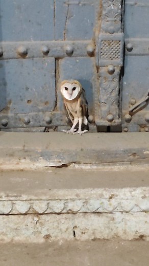 Mohammad Aamir Mansoori | Original @aamir_mnsoori 😉apna seher sironj | Instagram