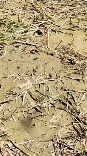 A vawikhat nan nghasen ka awk #fishing #angling