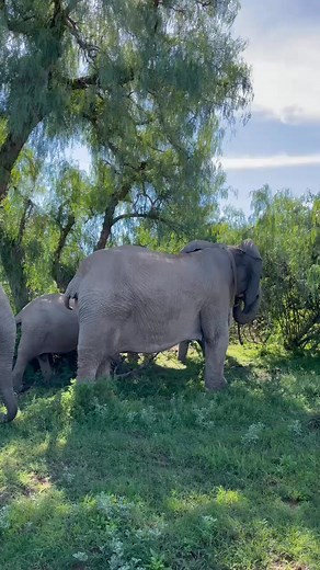 3.4K views · 102 reactions | Time spent in the company of elephants...