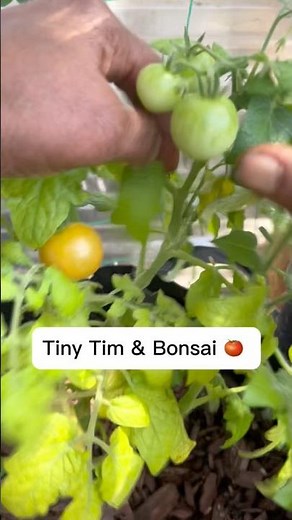 🍅 Tiny Tim & Bonsai Microdwarf Tomatoes