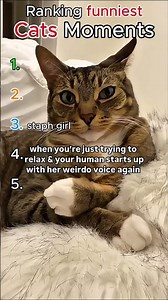 Ranking Funniest Cat Moments 😂🐱 #cat #viral #funnycats