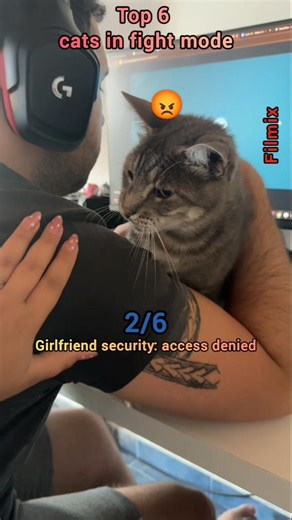 Top 5 Cat Attacks: when cute turns chaotic 😂😂😂