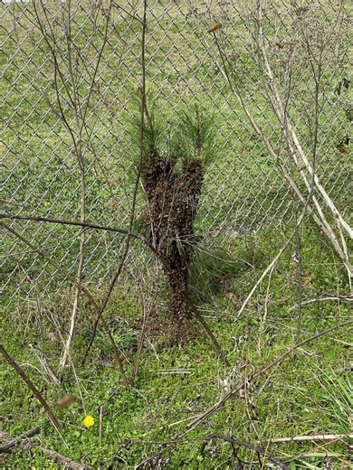 Here are some pictures of a swarm of bees. A swarm of honeybees is a natural reproductive process in which roughly half of a colony—along with the queen—leaves the hive to establish a new home. Swarming occurs when a colony becomes crowded or conditions are ideal for growth, prompting bees to divide and create a second thriving colony. While a swarm may look alarming, the bees are typically calm and non-aggressive because they are focused on finding a new place to live, not defending a hive.