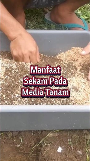 Benefits of rice husks in planting media #penagarden #myplantingmedia