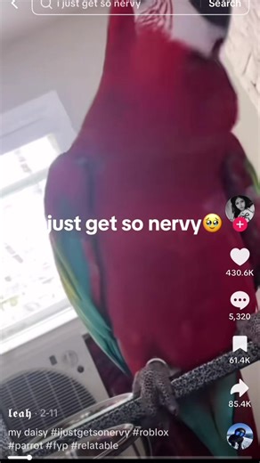 Nervous Parrots: Fun Roblox Memes