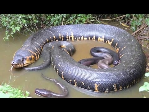 Hidden Giants of the Wetlands