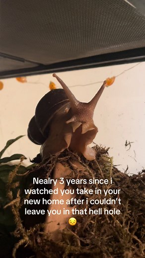 The Journey of a Giant African Land Snail