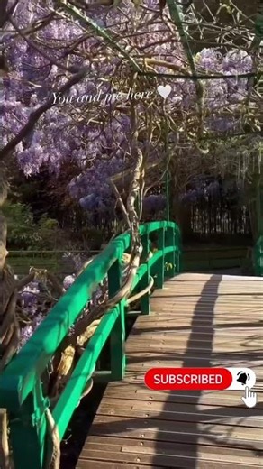 Peaceful Acacia Trees & Birds Singing in Nature 🌿🩷🐦 #shorts #ytshorts